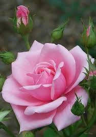 Big Pink Rose Flower Wallpaper