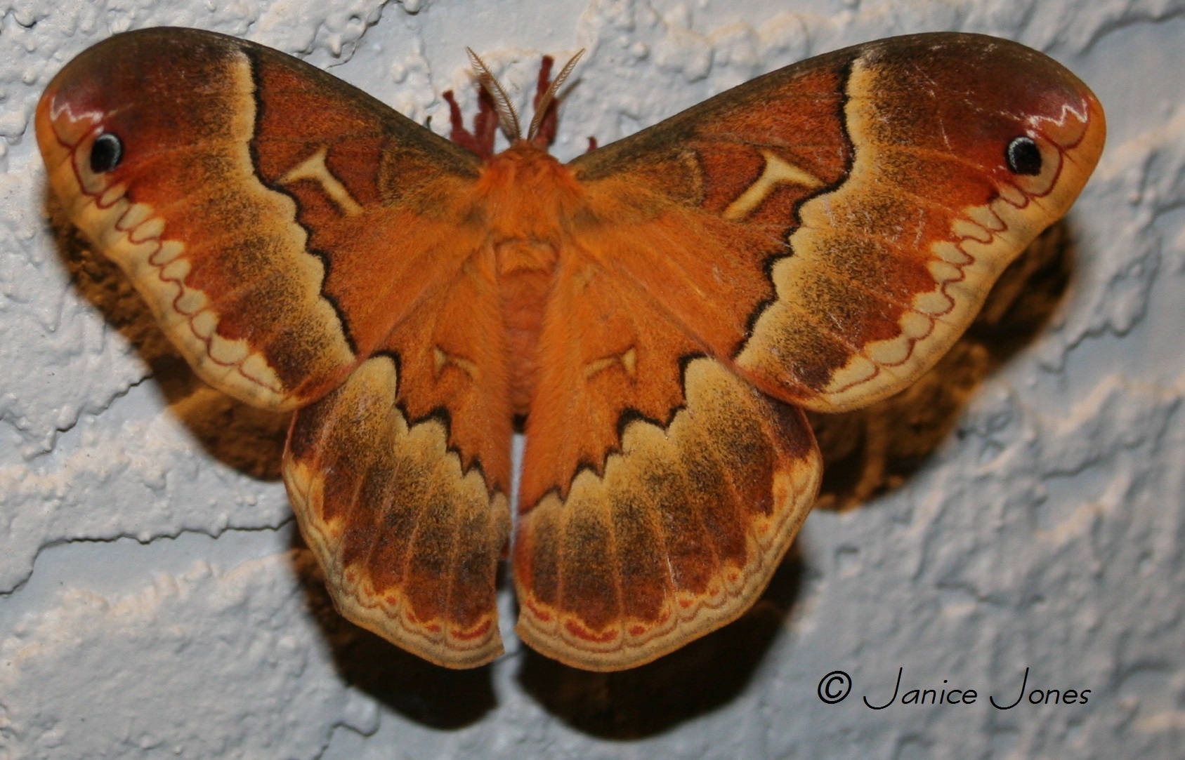 Big Tulip Tree Silkmoth Sweetbay Wallpaper