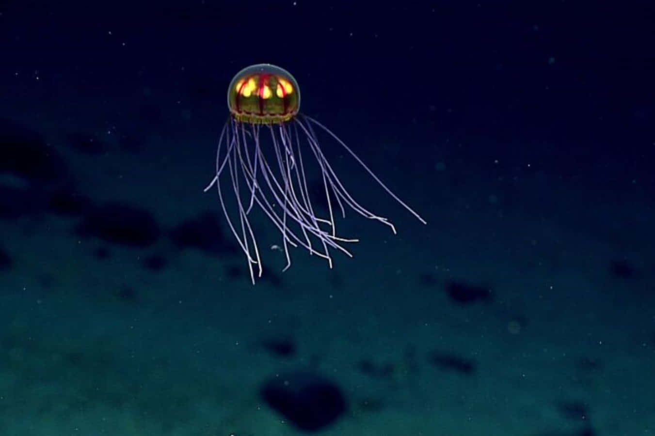 Bioluminescent Jellyfish Underwater Wallpaper