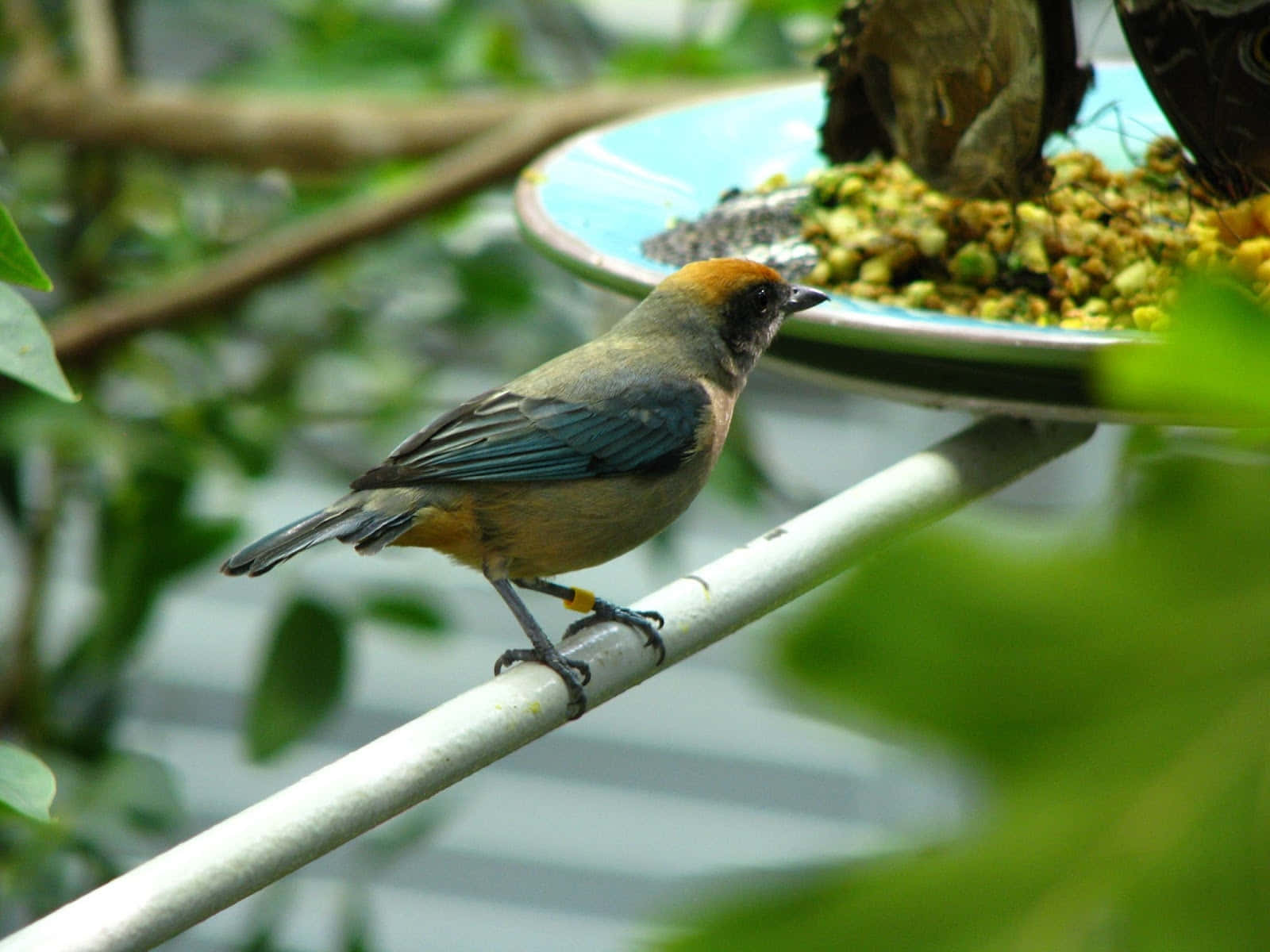 Bird Feeding Time California Academy Sciences Wallpaper