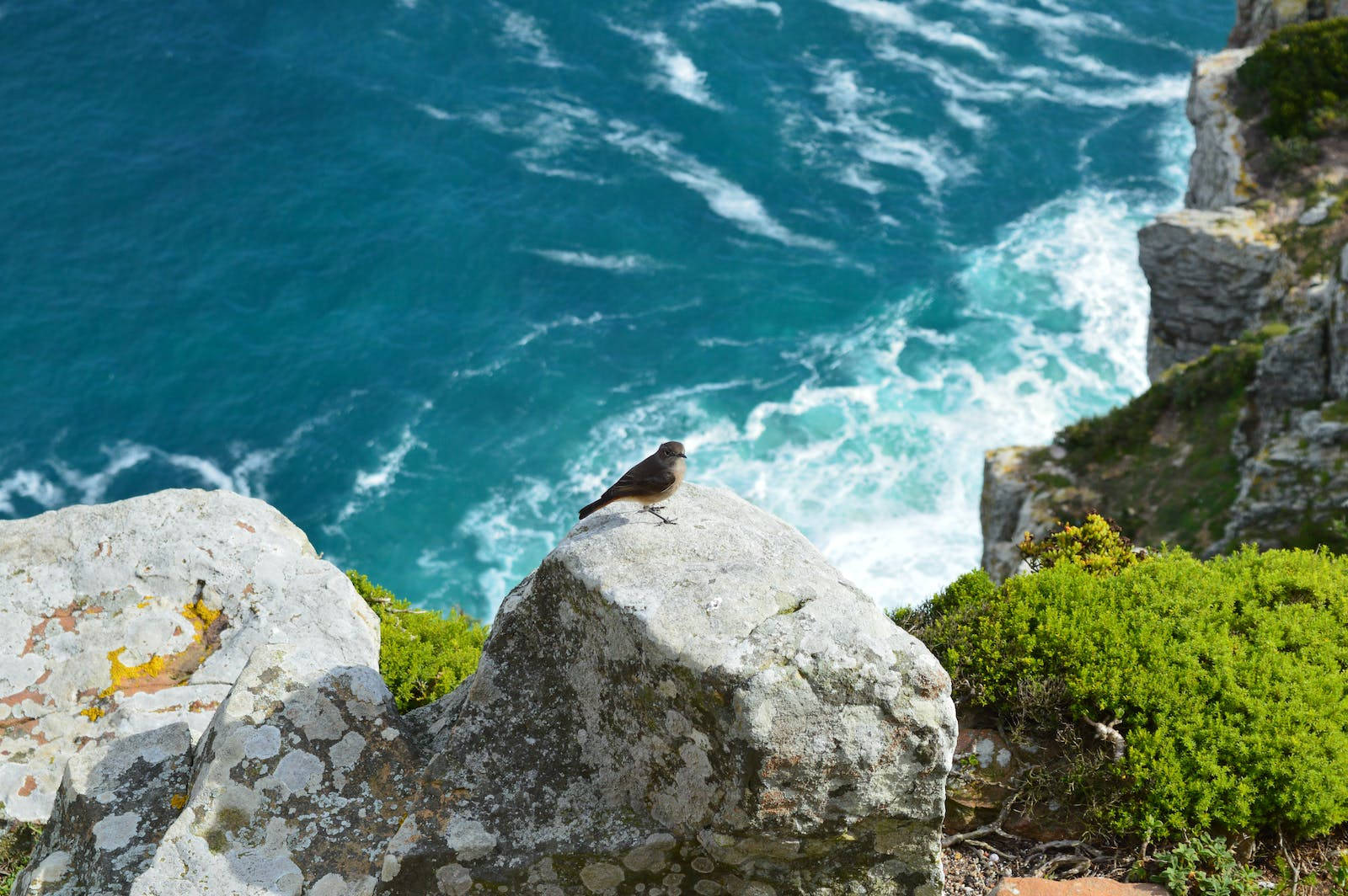 Bird On Cliff Summer Desktop Wallpaper