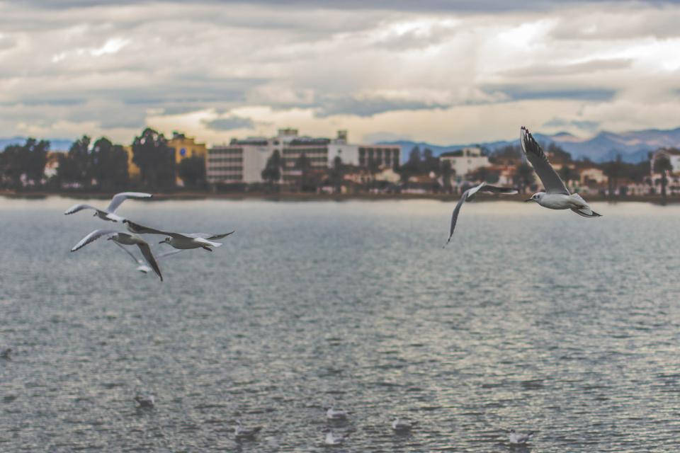 Birds In Nature Near A Bay Wallpaper