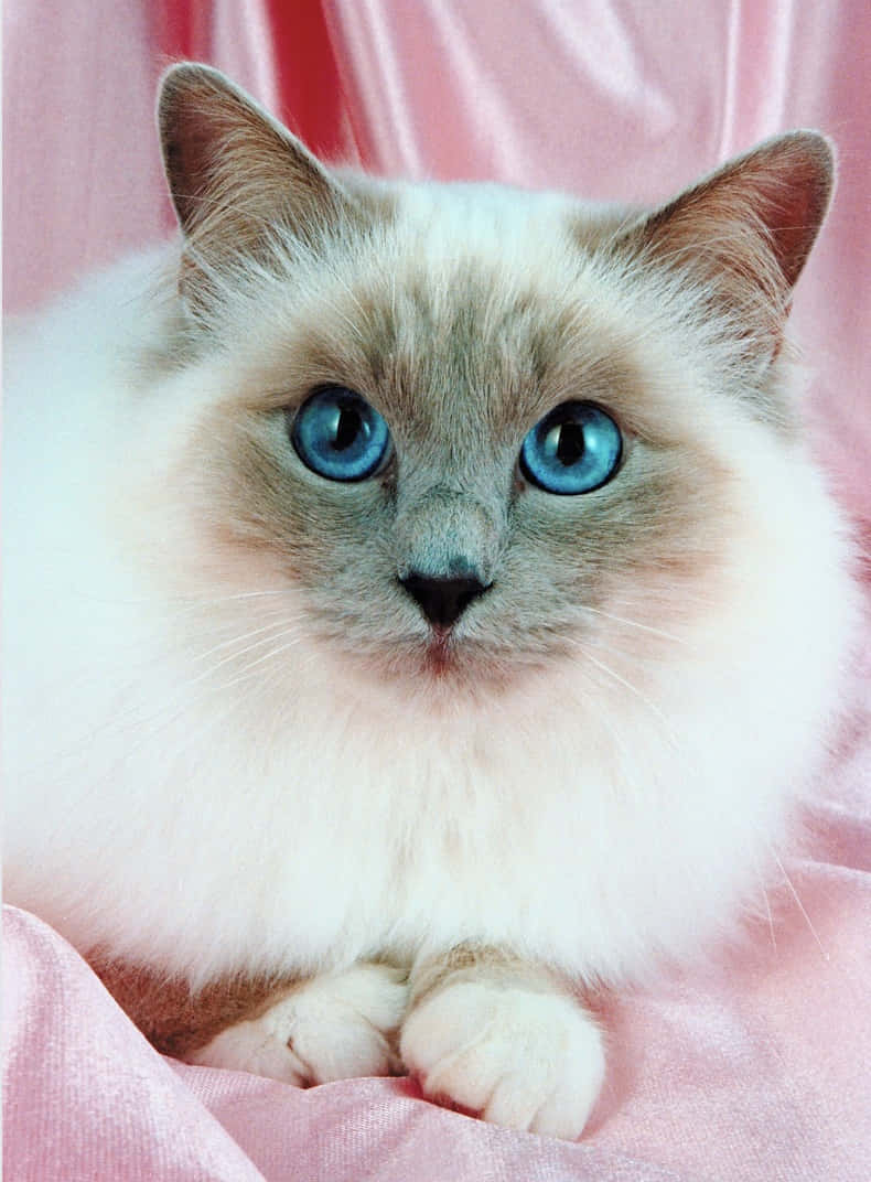 Birman Cat Sitting Gracefully On A Wooden Surface Wallpaper