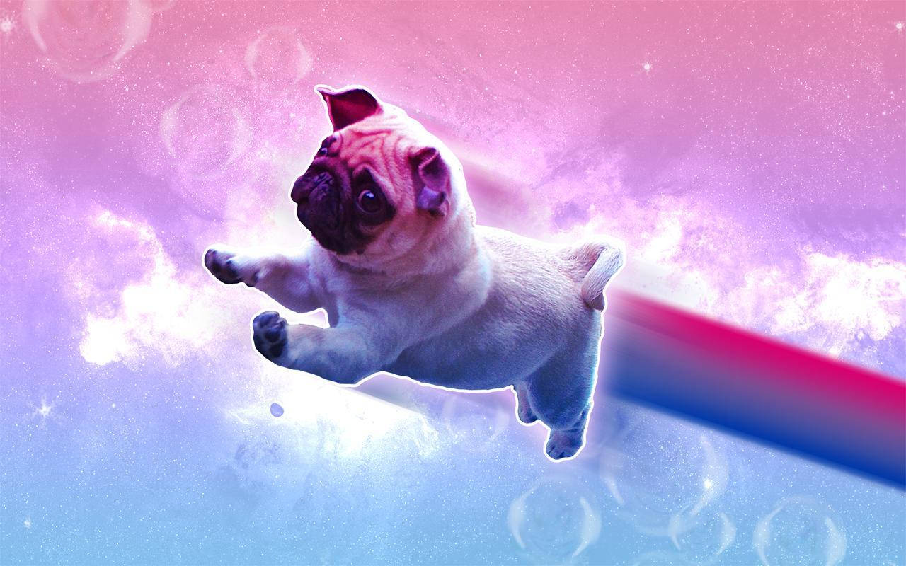 Bisexual Aesthetic Rainbow Pug Wallpaper