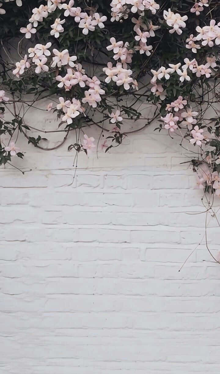 Black And White Aesthetic Pink Flower Wallpaper