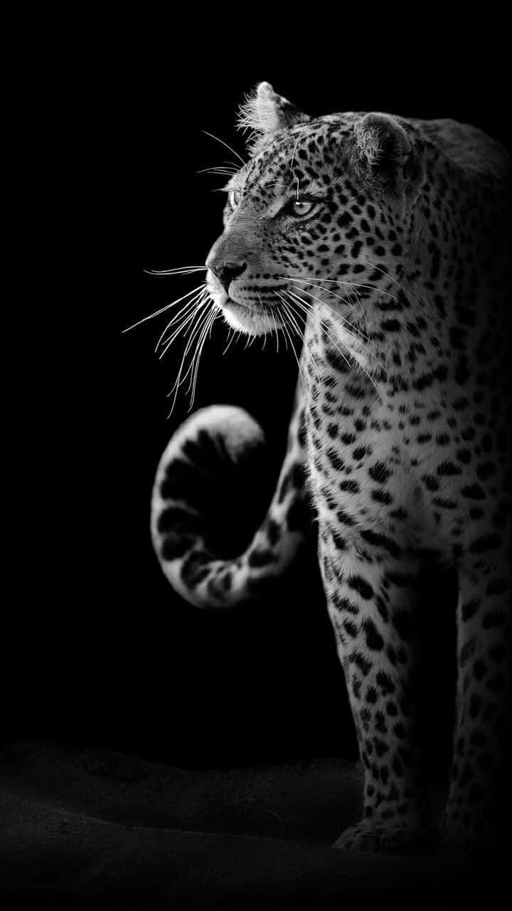 Black And White Animal Portrait Wallpaper