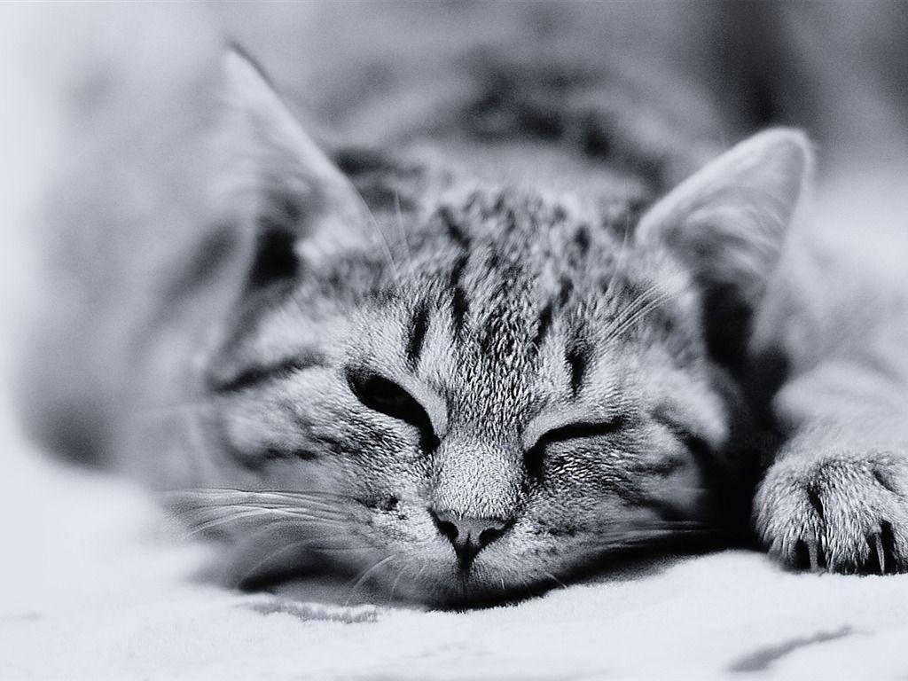 Black And White Cat About To Doze Off Wallpaper