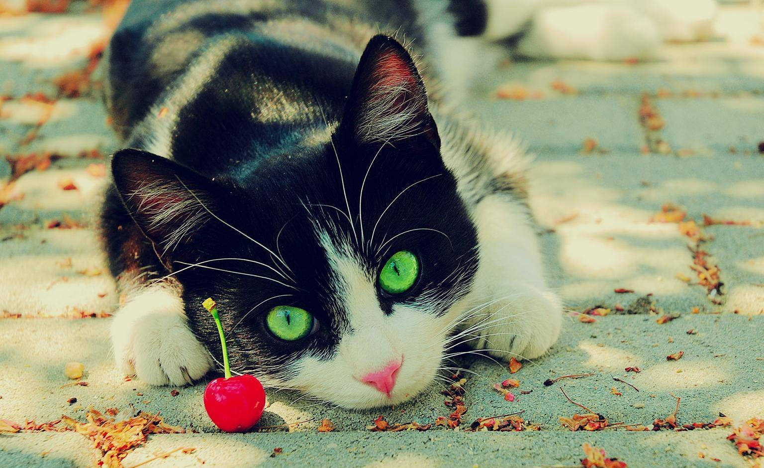 Black And White Cat With Lone Cherry Wallpaper