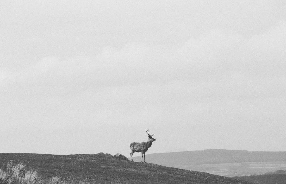 Black And White Deer Hunting Wallpaper