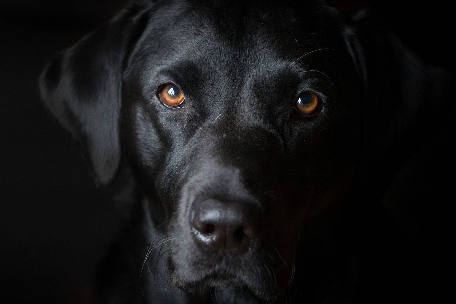 Black And White Dog With Brown Eyes Wallpaper