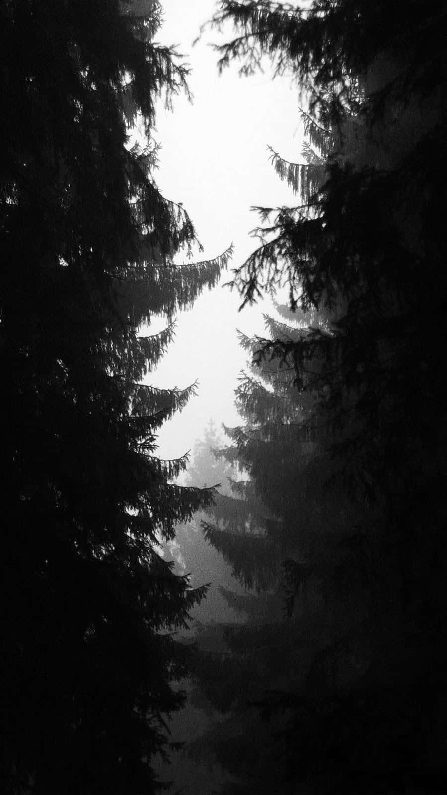 Black And White Photo Of A Forest With Trees Wallpaper