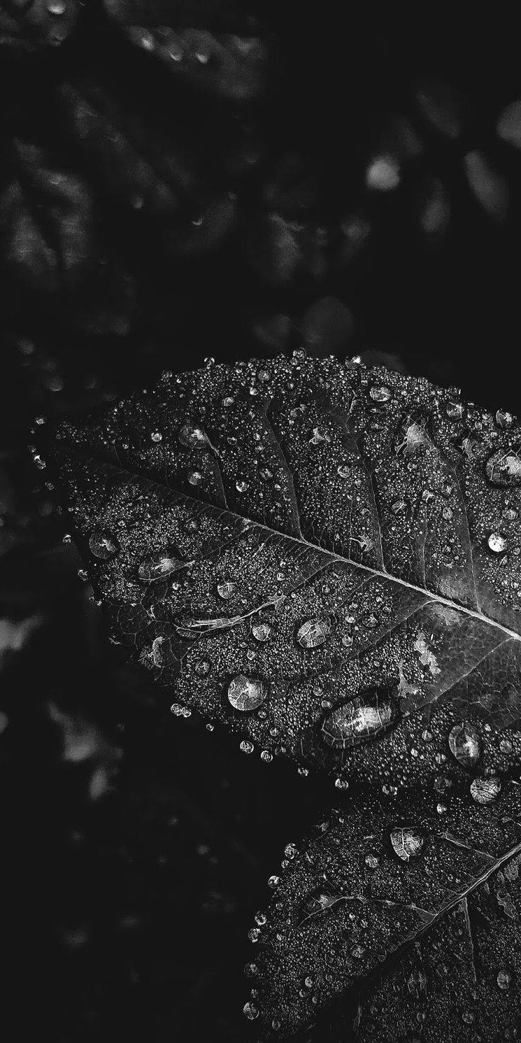 Black Android Leaf Wallpaper