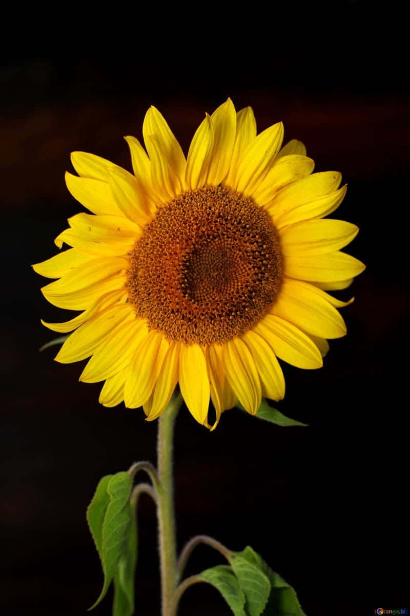 Black Backdrop Sunflower Florets Wallpaper