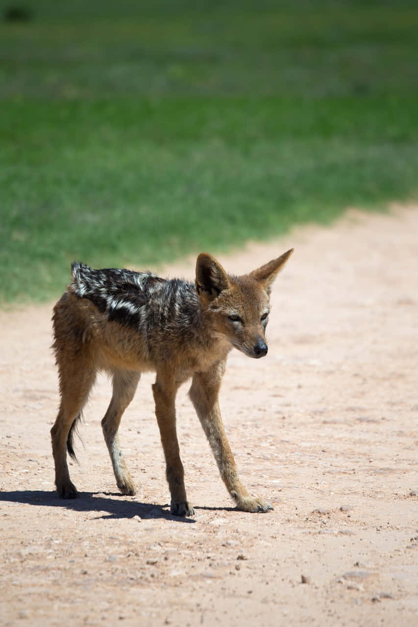 Black Backed Jackal Walking Wallpaper