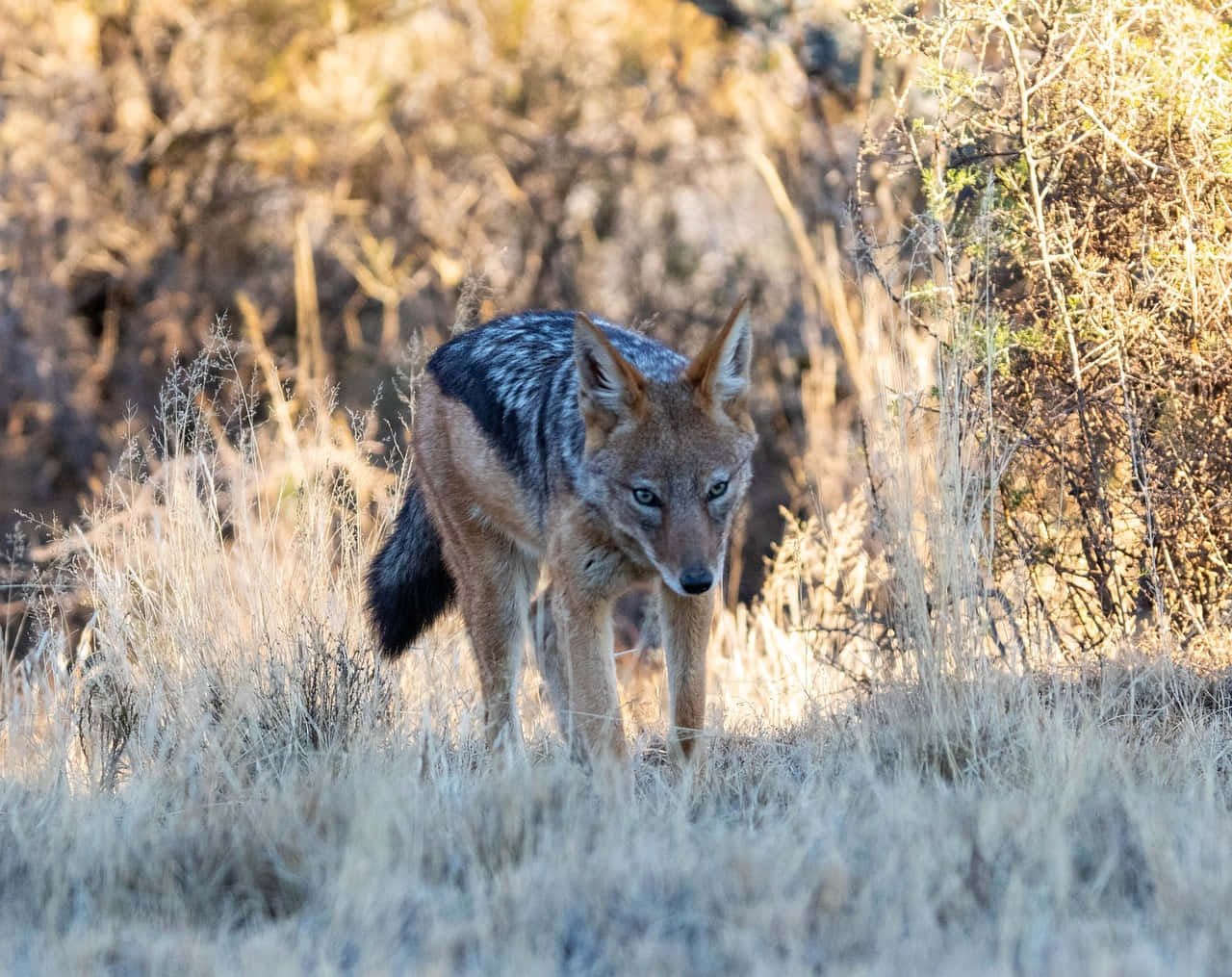 Black Backed Jackalin Grassland.jpg Wallpaper