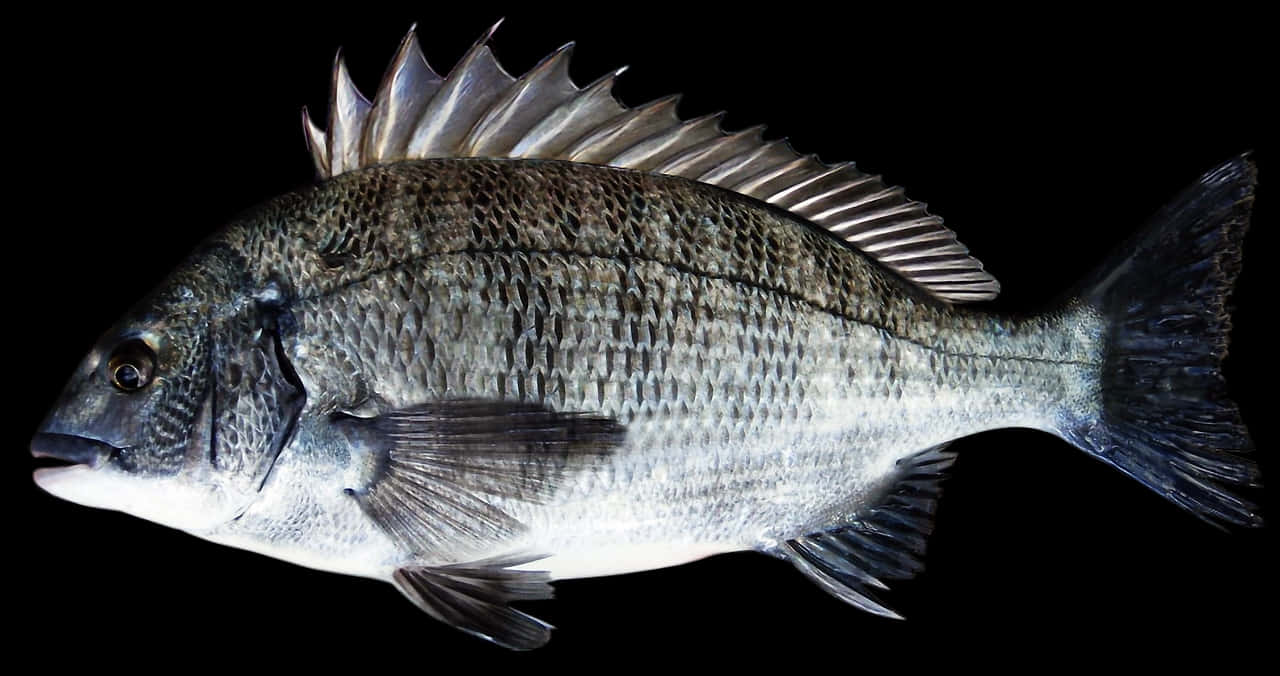 Black Background Bream Fish Wallpaper