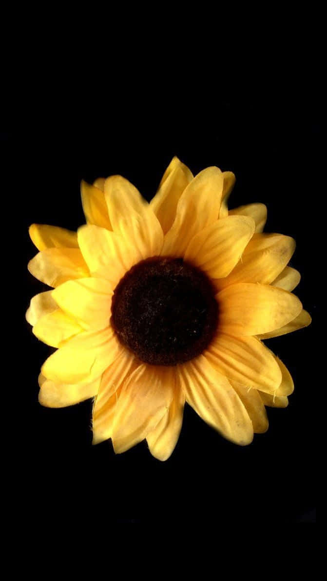 Black Background Common Sunflower Wallpaper