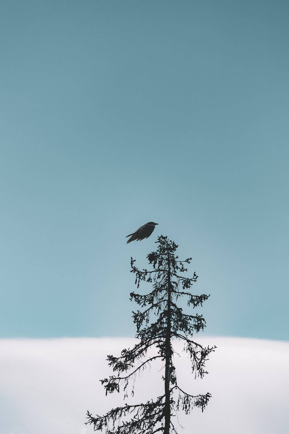 Black Bird Iphone Whatsapp Wallpaper