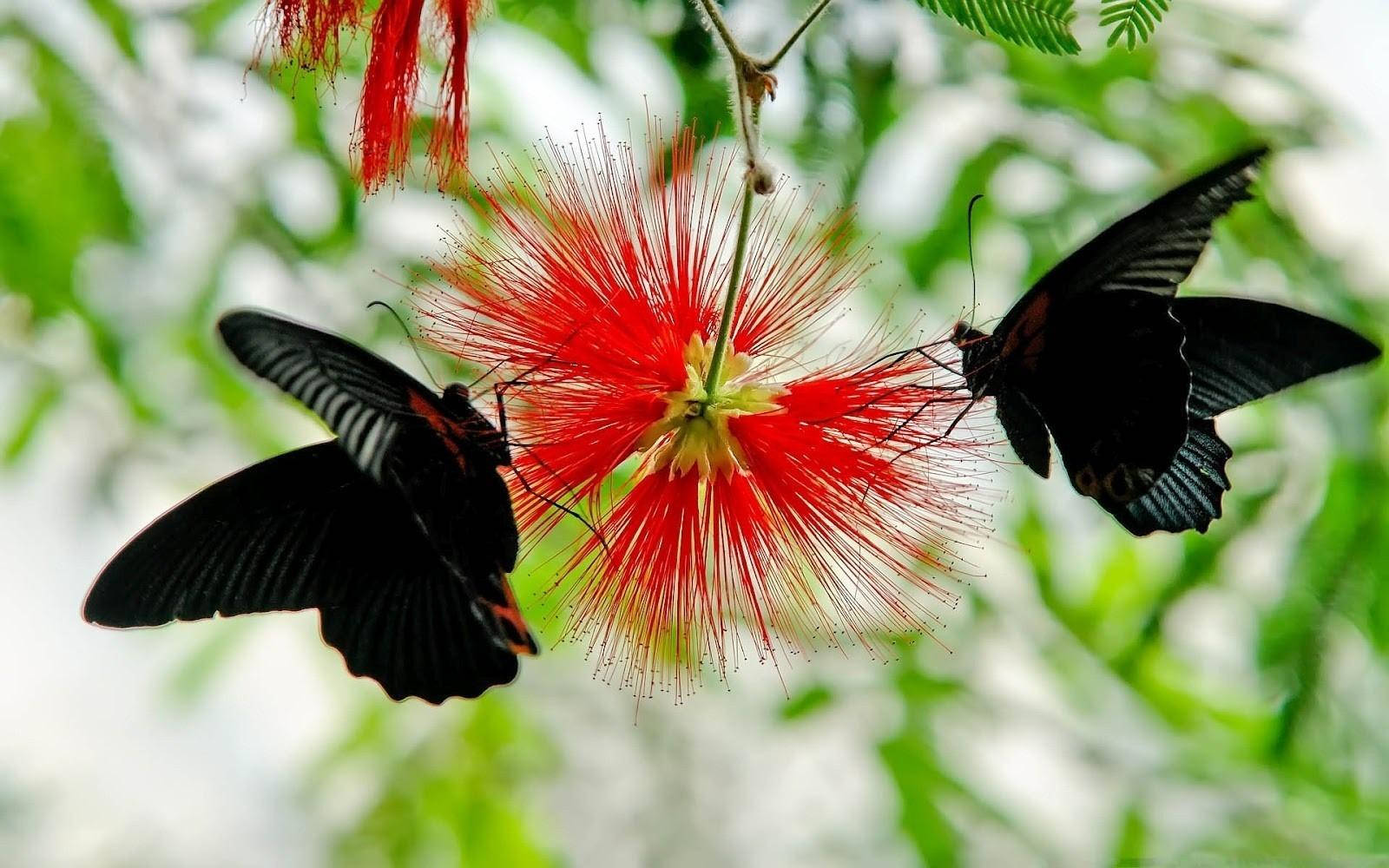 Black Butterfly With Calliandra Flower Wallpaper