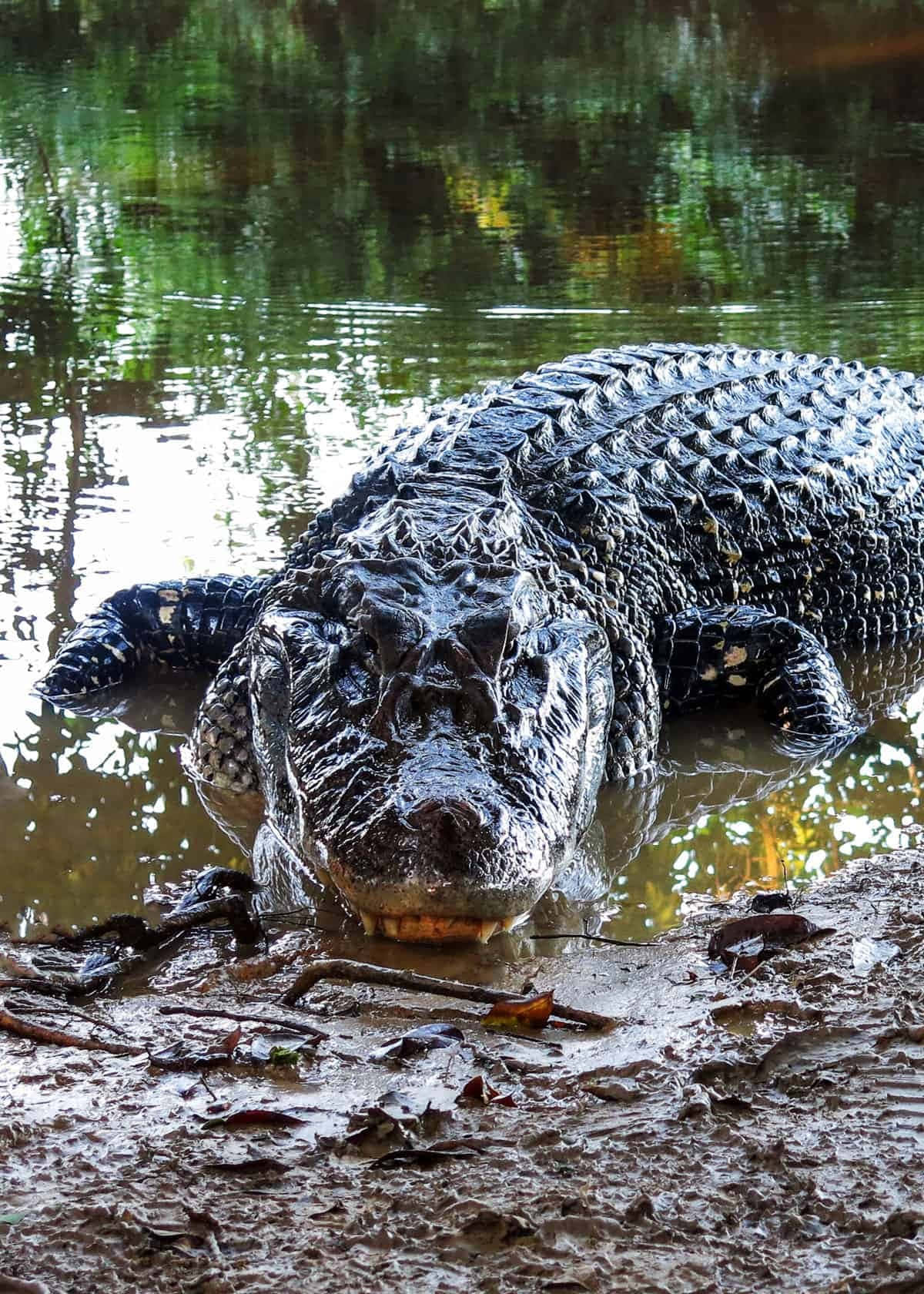 Black Crocodile Approaching Water Wallpaper