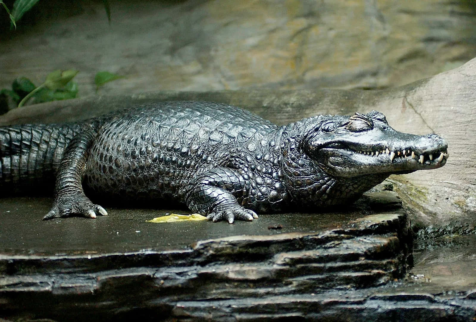 Black Crocodile Restingon Rock Wallpaper