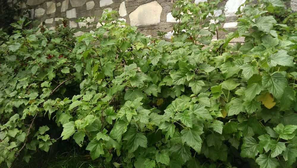 Black Currant Berries On A Branch Wallpaper