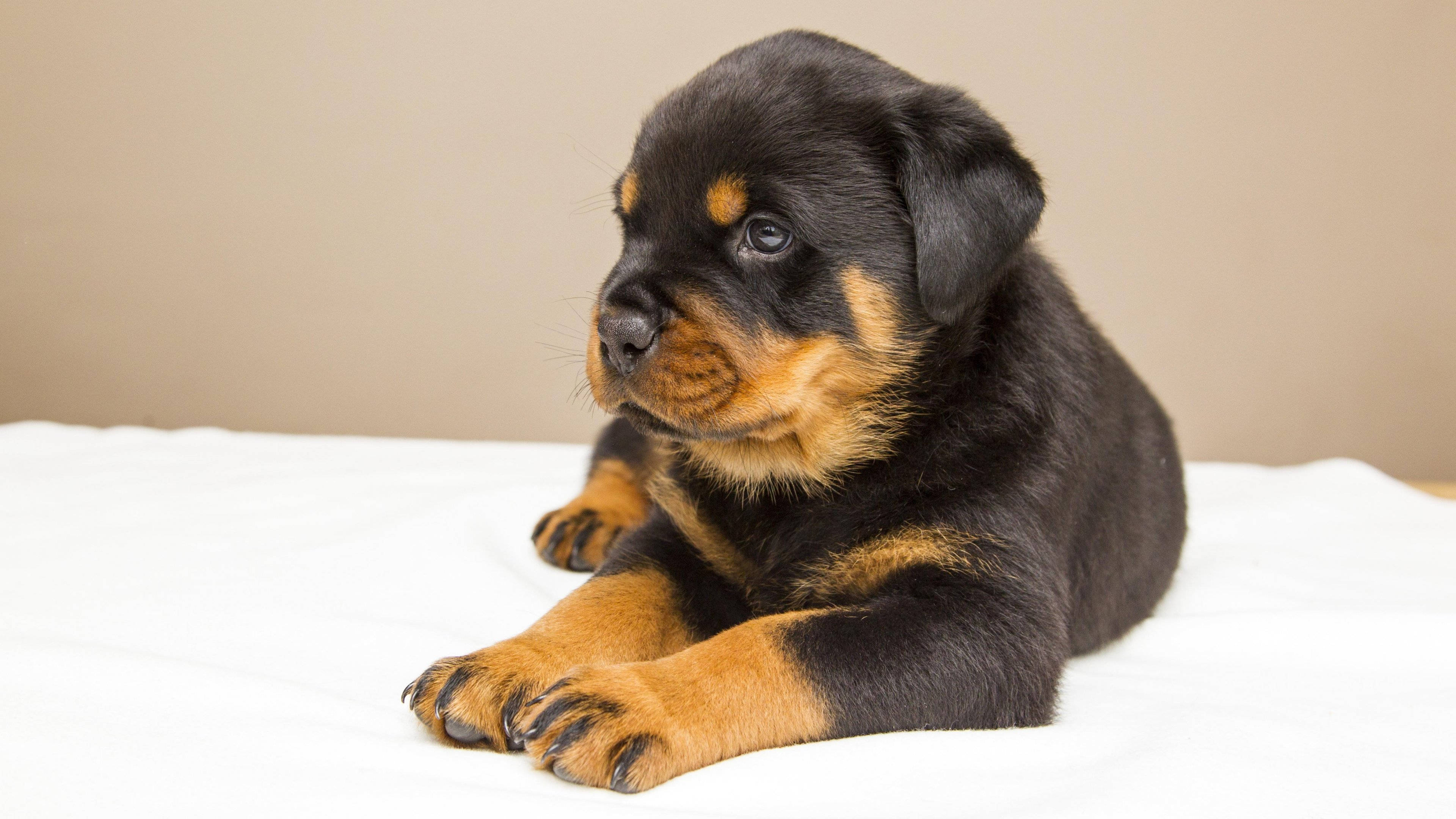 Black Cute Rottweiler Puppy Desktop Wallpaper