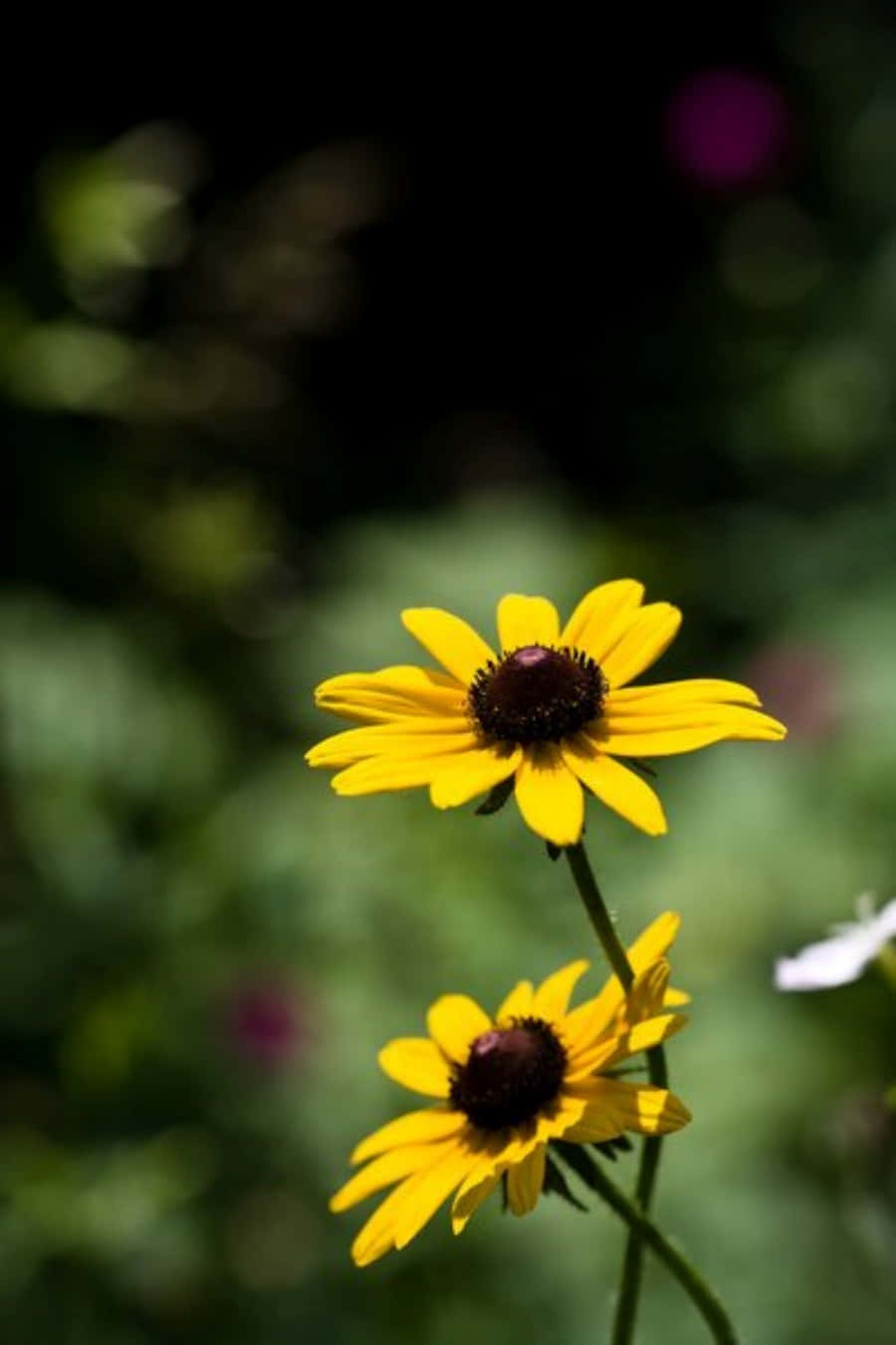 Black Eyed Susan In Full Bloom Wallpaper