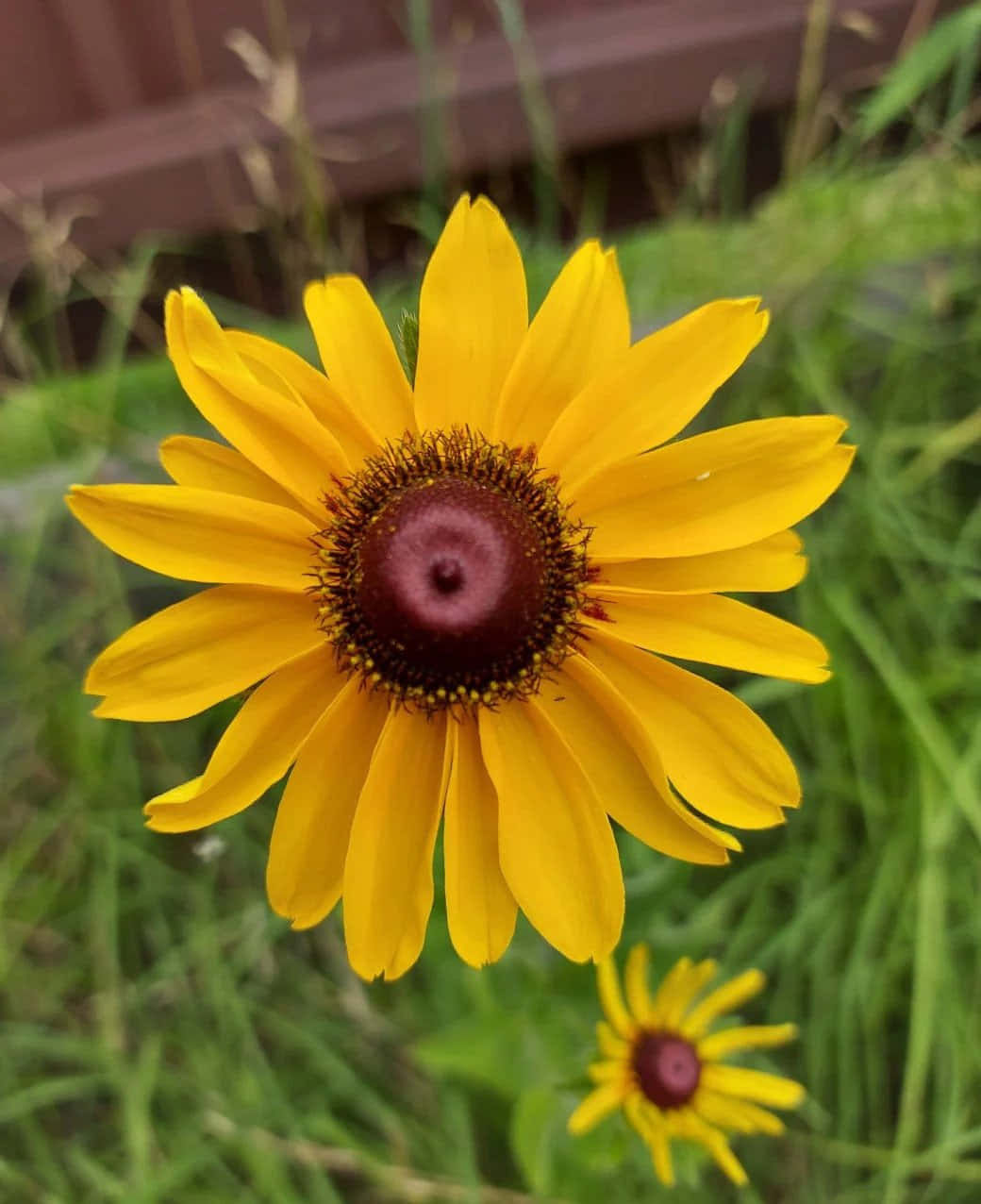 Black-eyed Susan Wallpaper