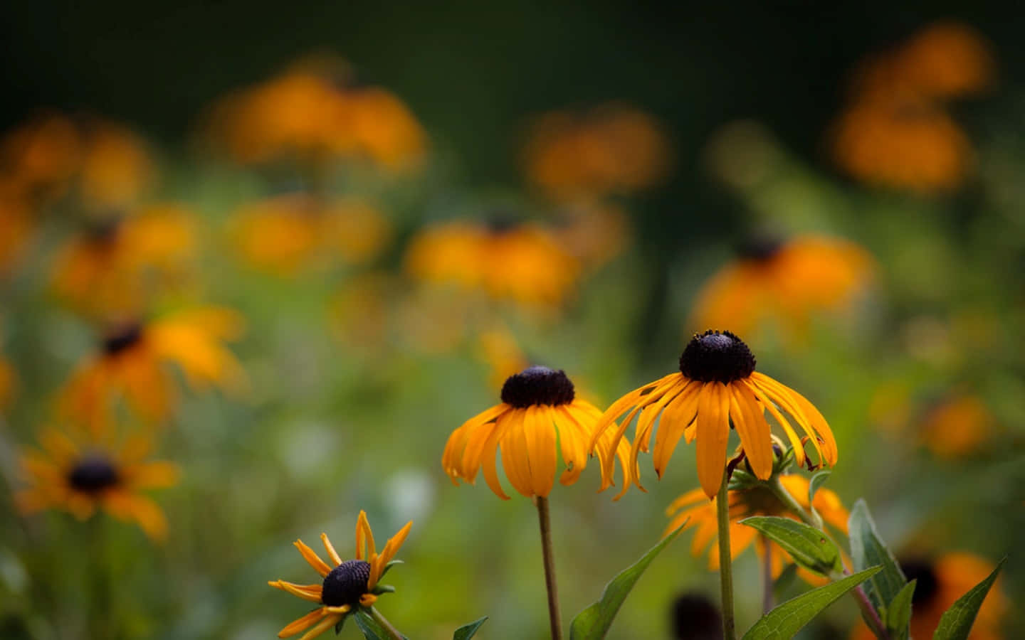 Black-eyed Susan Wildflower In A Vibrant Summer Garden Wallpaper