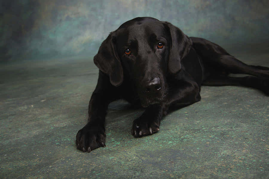 Black Great Dane Lying Down Wallpaper