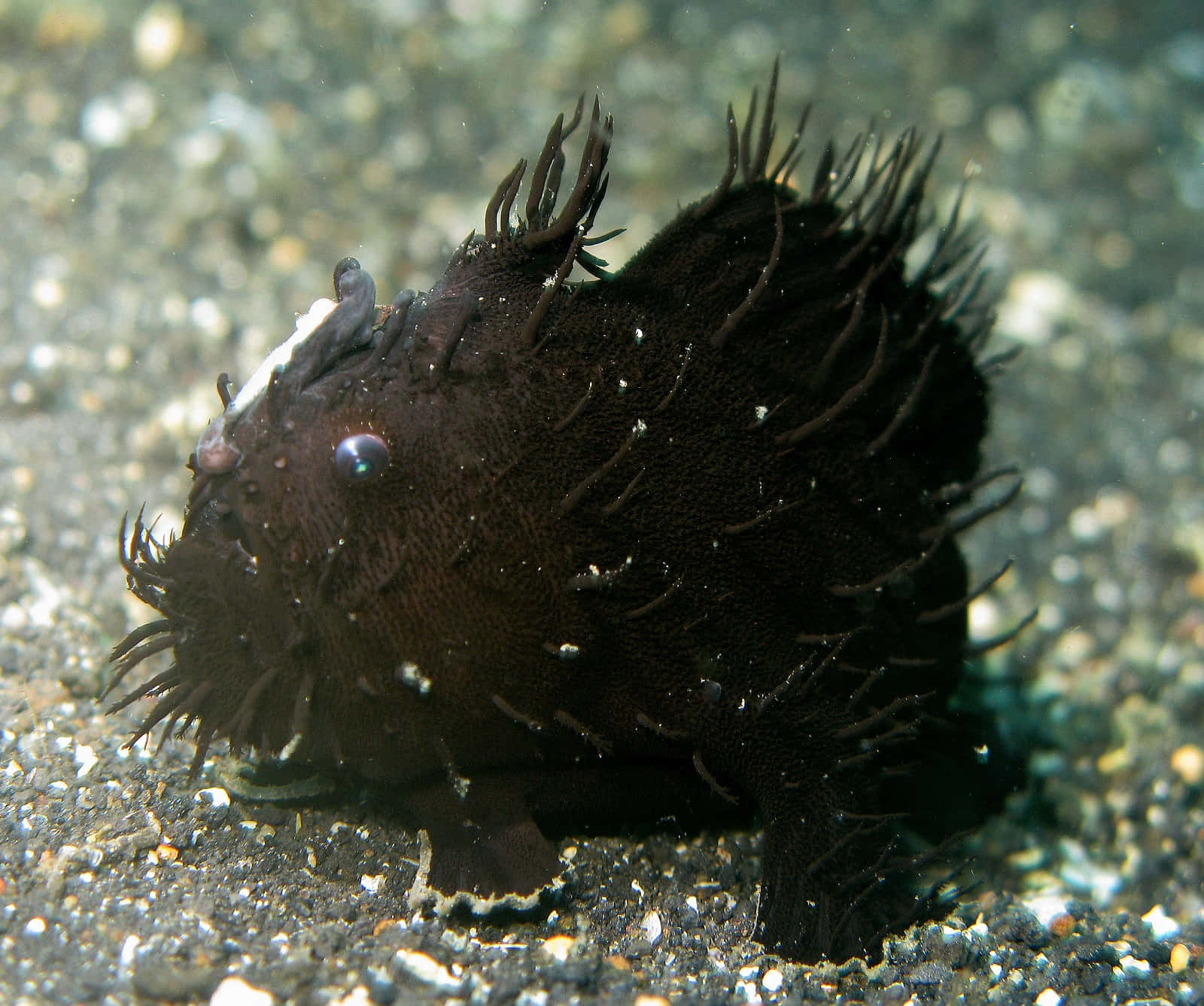 Black Hairy Frogfish Camouflage Wallpaper