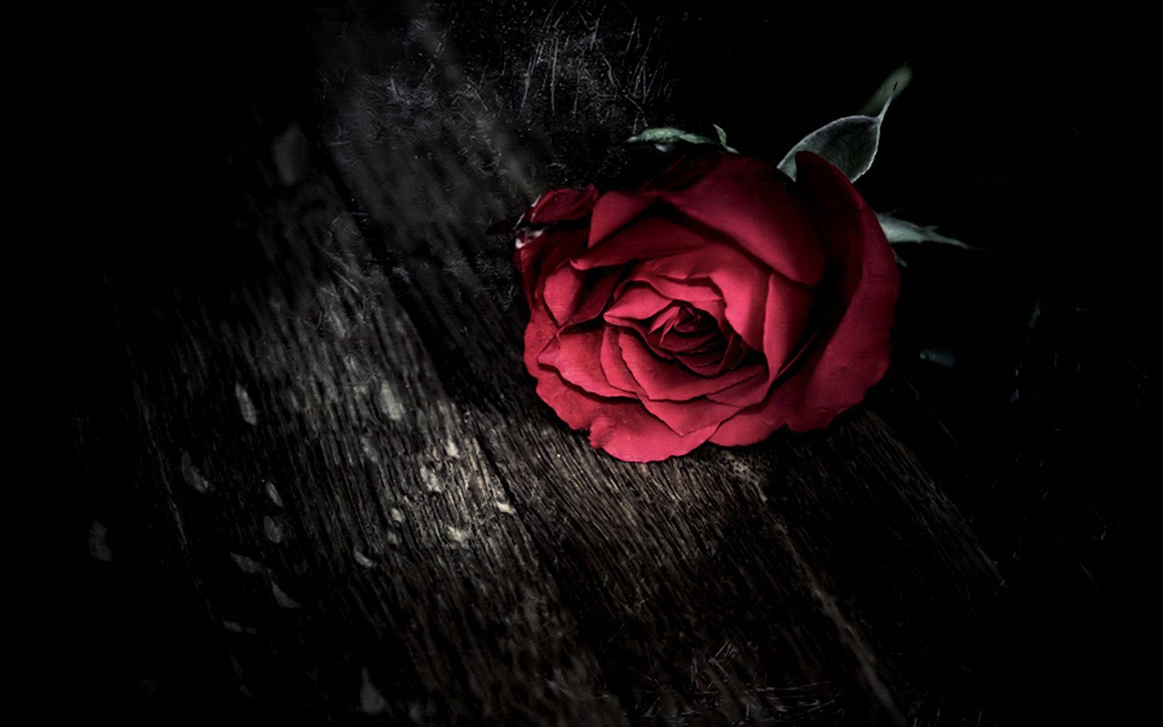 Black Love Rose Wallpaper