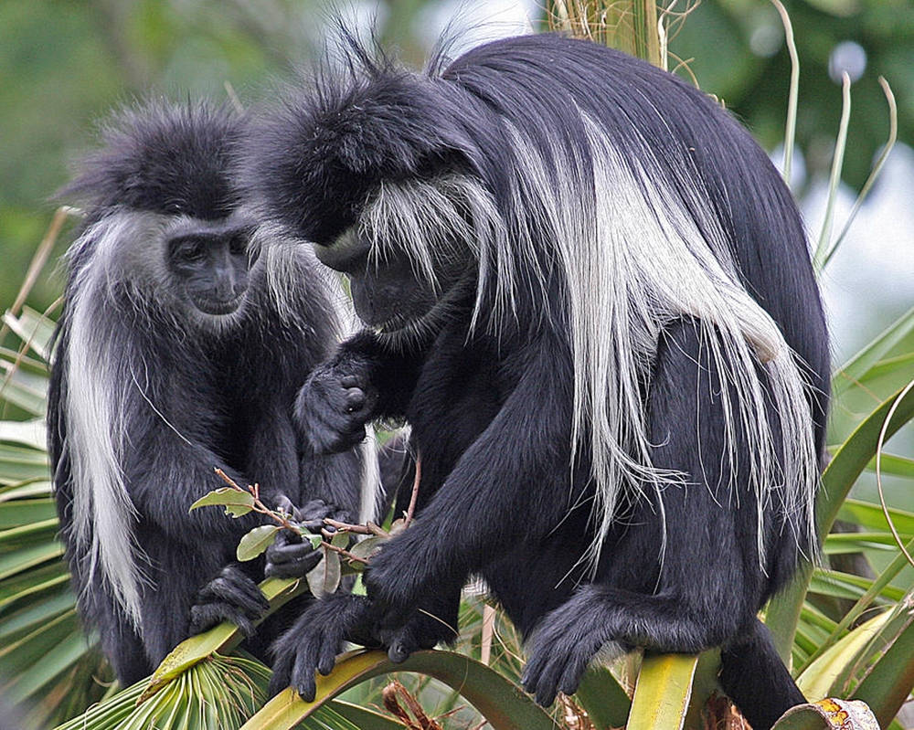 Black Monkey Eating On Tree Wallpaper