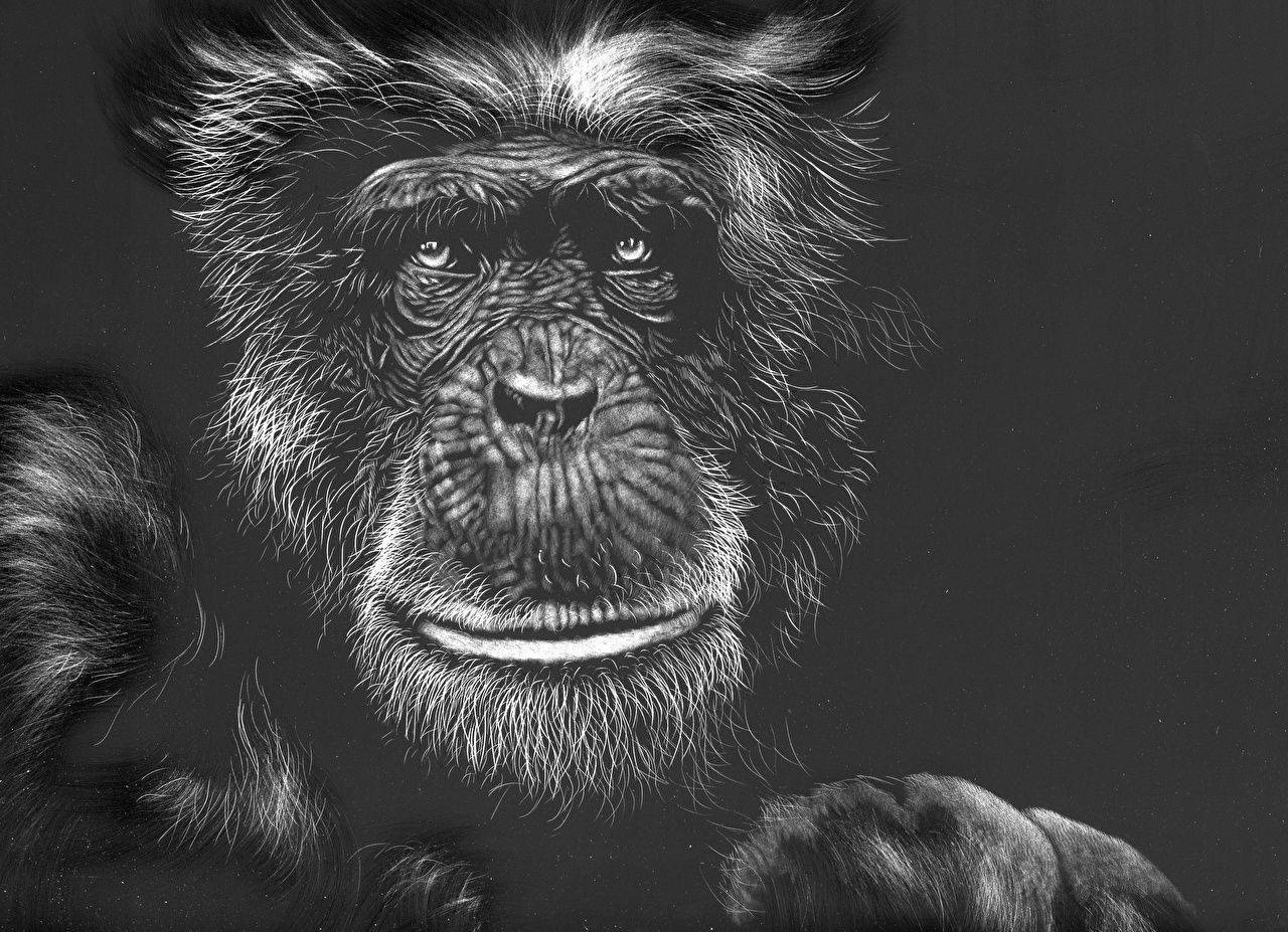 Black Monkey Hairy Face Wallpaper