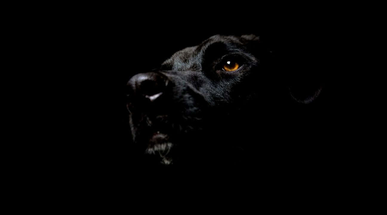 Black Pit Bull Looking Up Wallpaper