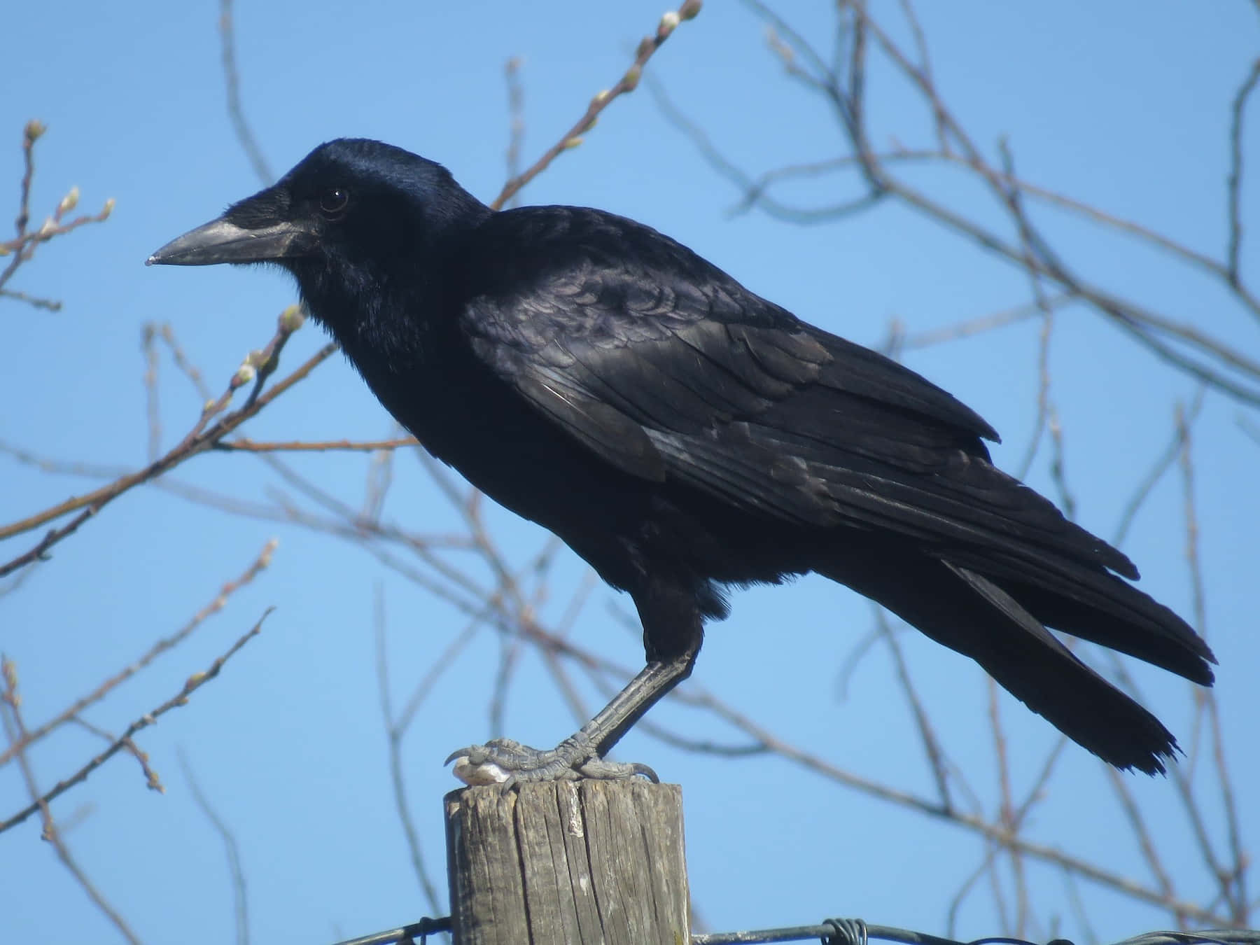 Black Rook Bird Perched Outdoors Wallpaper