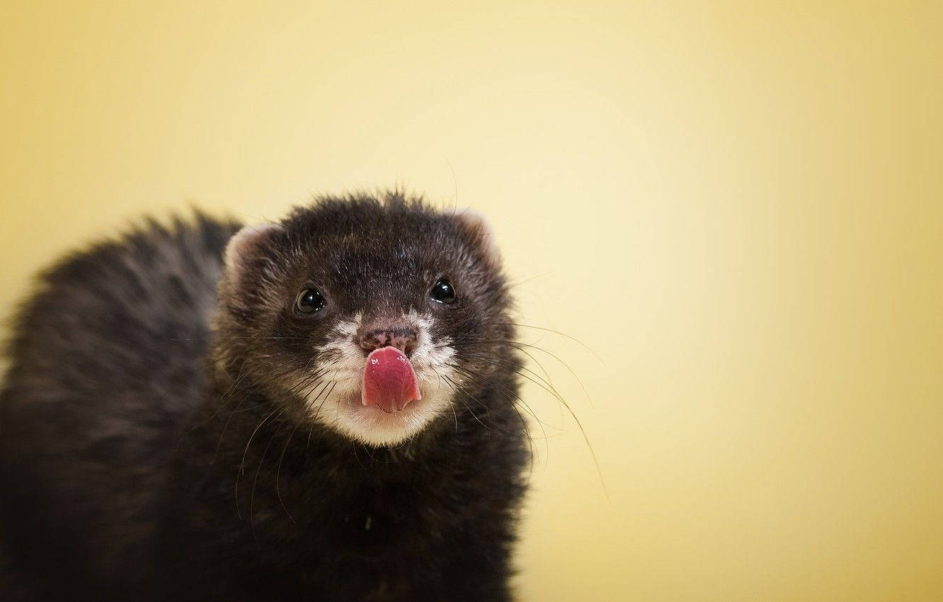 Black Sable Ferret Wallpaper