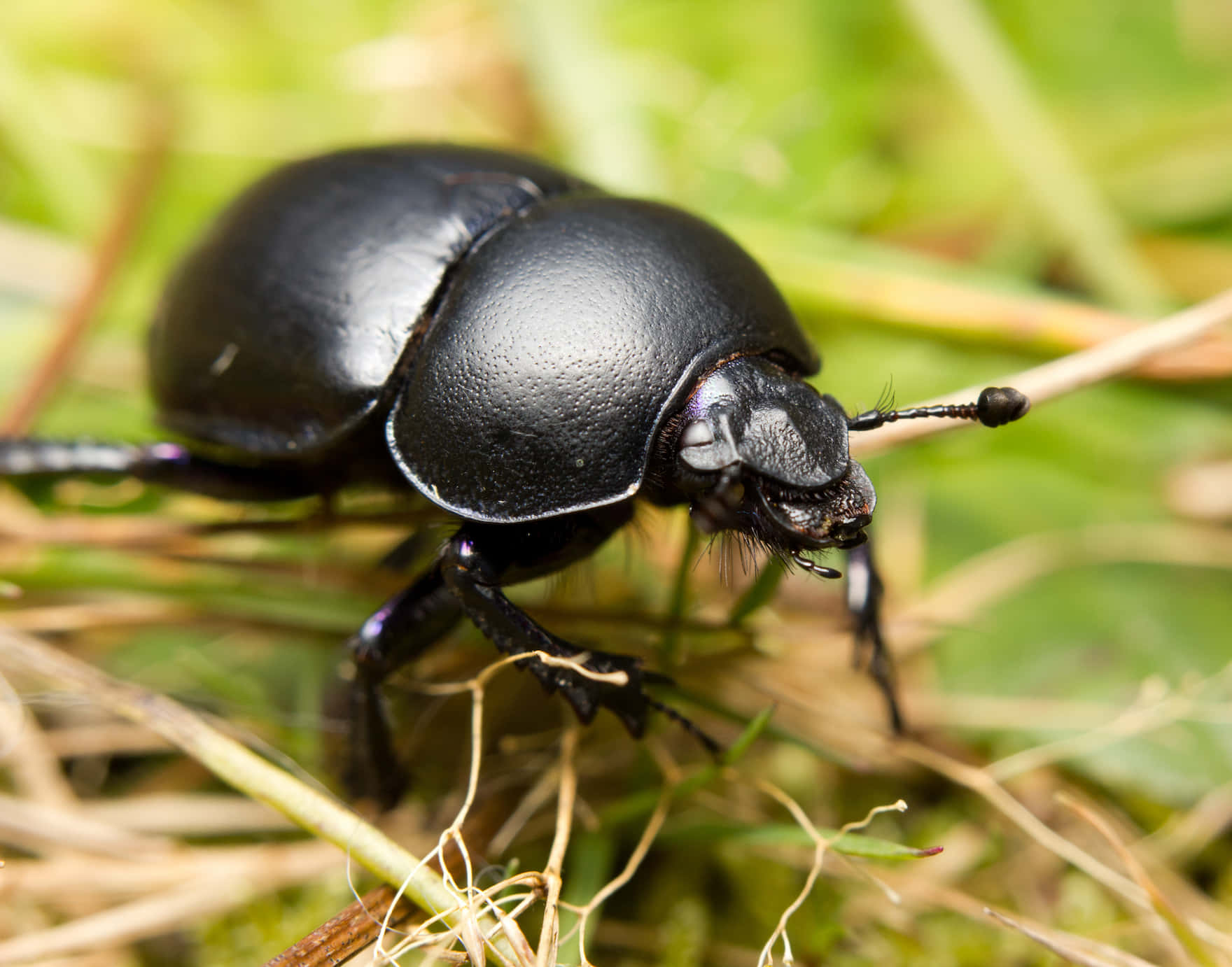 Black Scarab Beetleon Grass Wallpaper