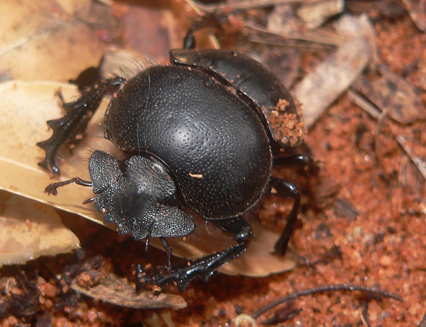 Black Scarab Beetleon Ground.jpg Wallpaper