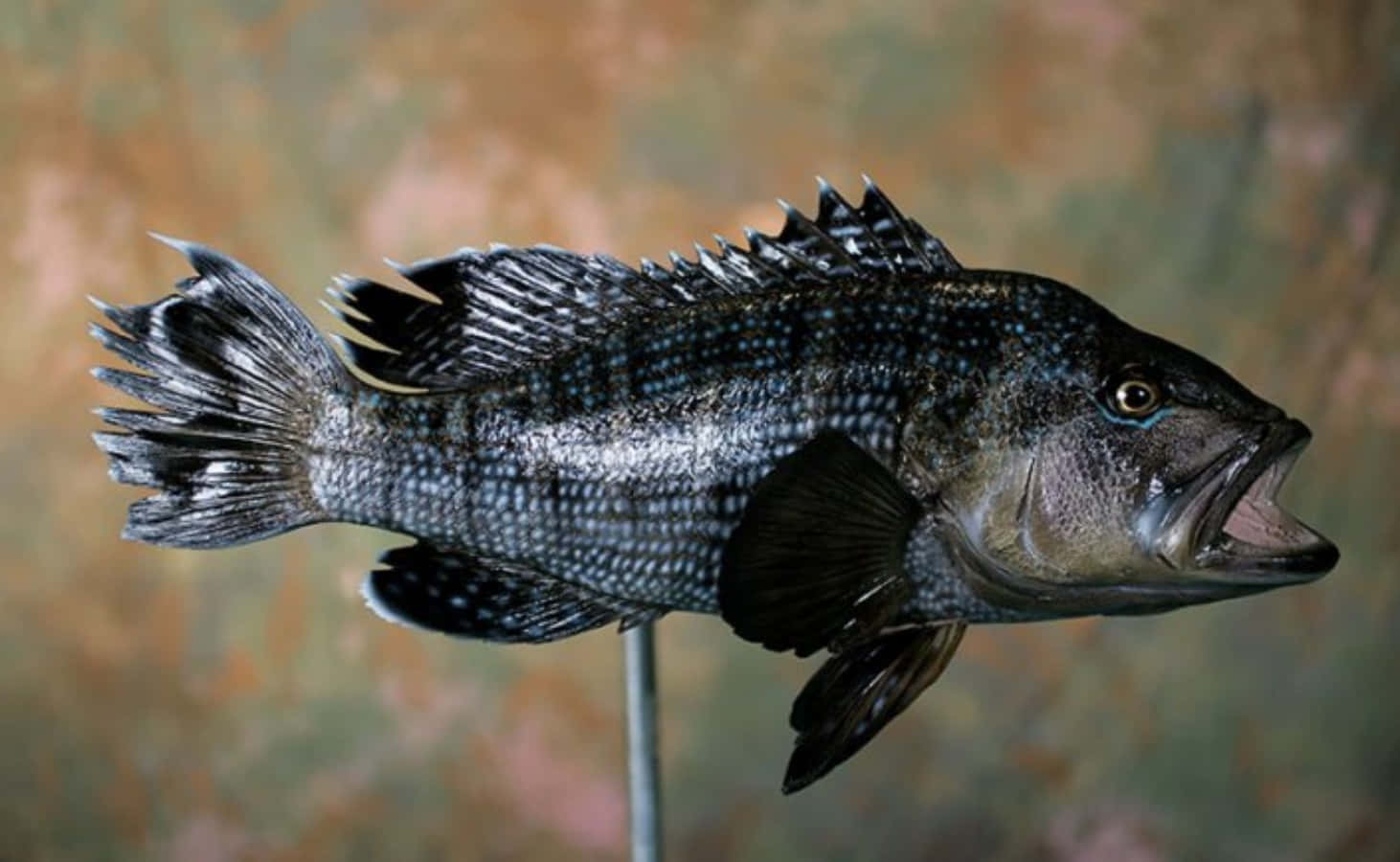 Black Sea Bass On Display Wallpaper