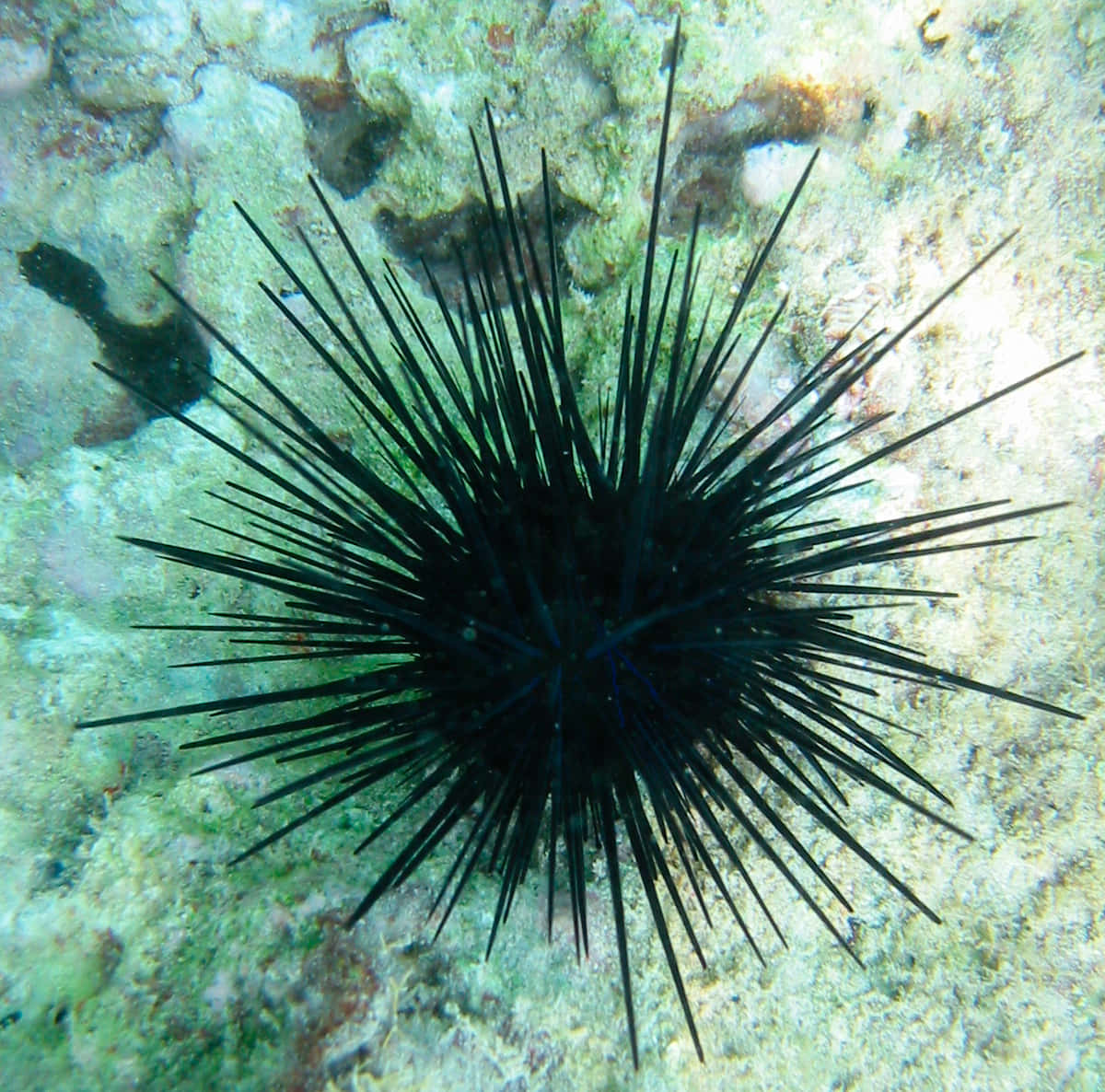 Black Sea Urchin Underwater Wallpaper