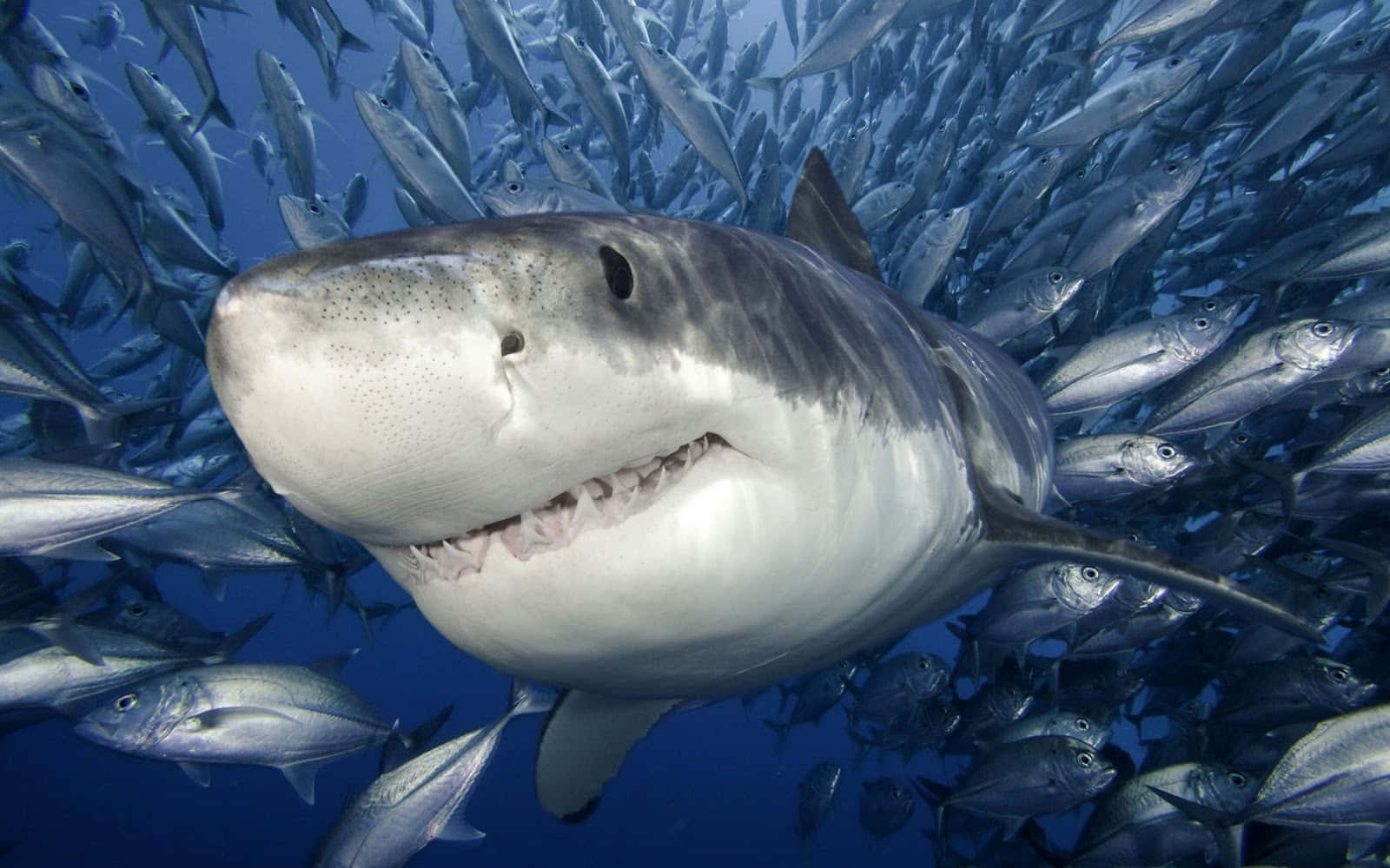 Black Shark In Deep Blue Sea Wallpaper