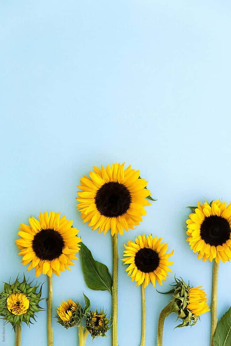 Black Sunflower Light Blue Background Wallpaper