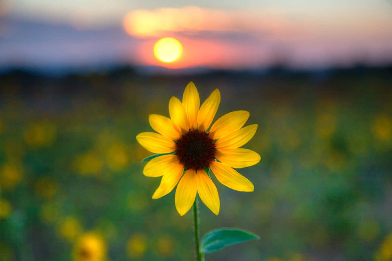 Black Sunflower North America Native Wallpaper