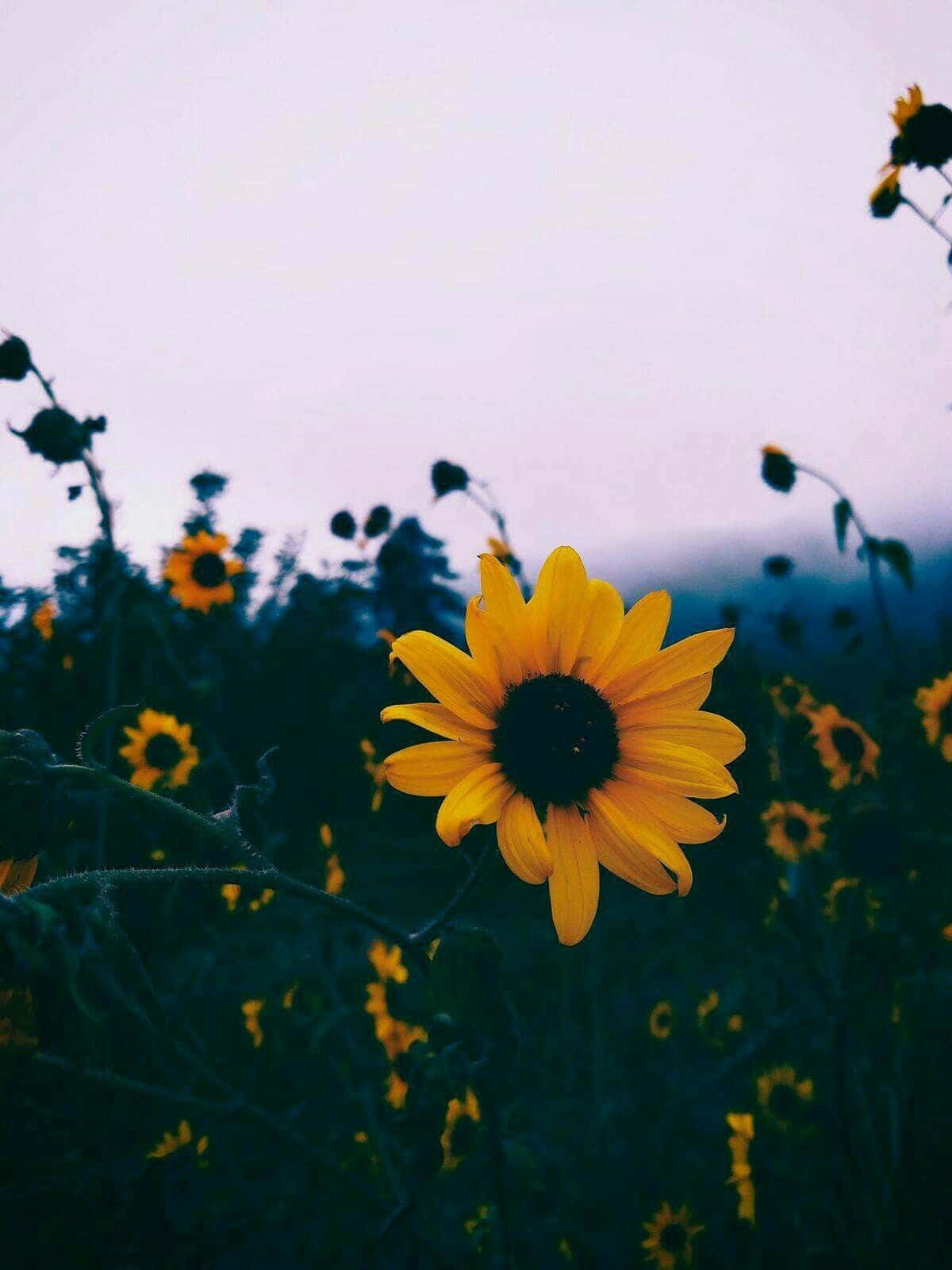 Black Sunflower Open Field Wallpaper