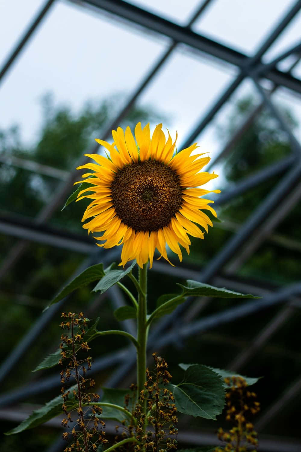 Black Sunflower Sun Trackers Wallpaper