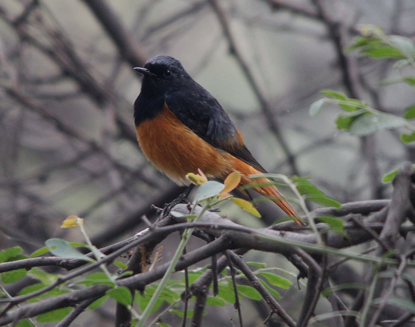 Blackand Orange Redstart Perched Wallpaper