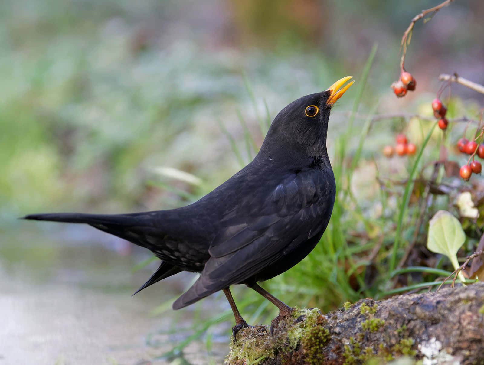 Blackbird Feastingon Berries Wallpaper