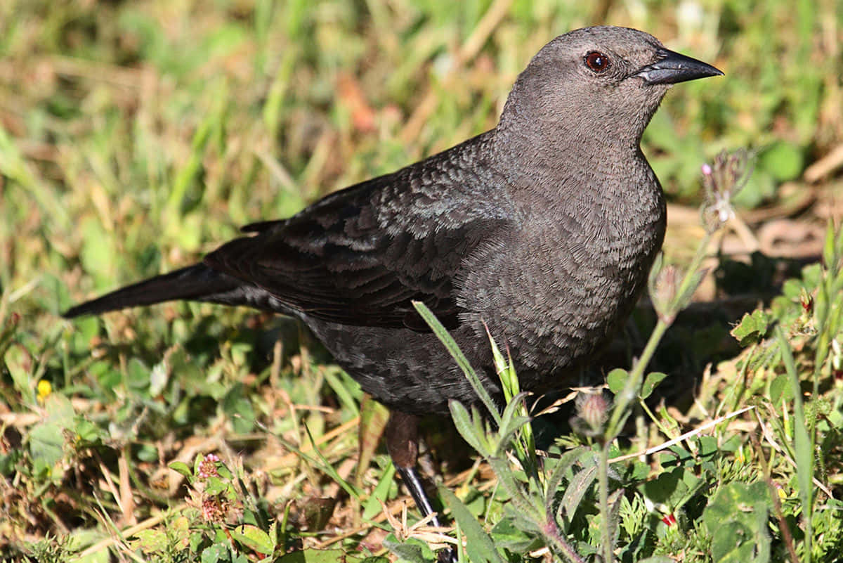 Blackbird Foragingin Grass.jpg Wallpaper